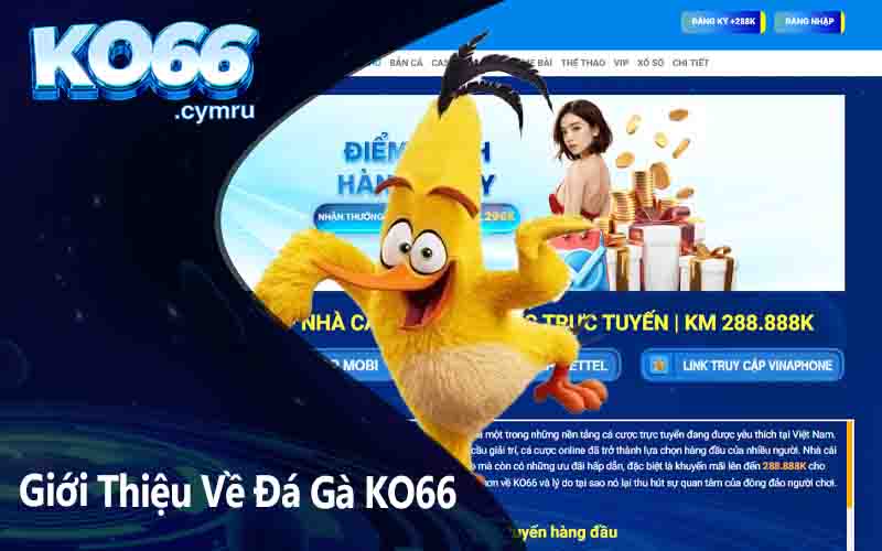 Giới Thiệu Về Đá Gà KO66